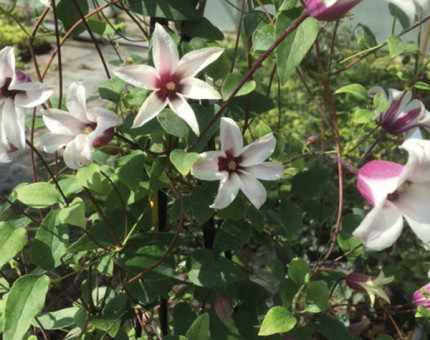 Clematis texensis princess kate