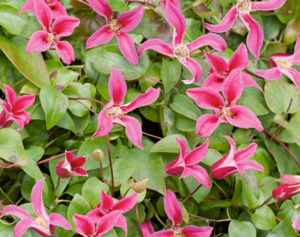 Clematis texensis princess of wales