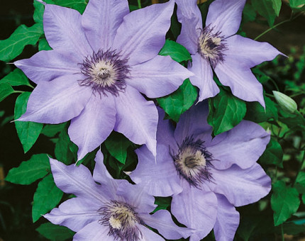 Clematis the first lady