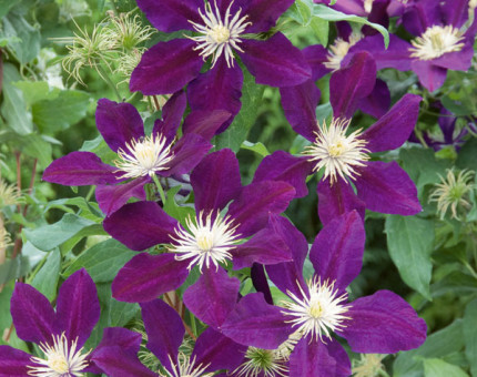 Clematis the vagabond