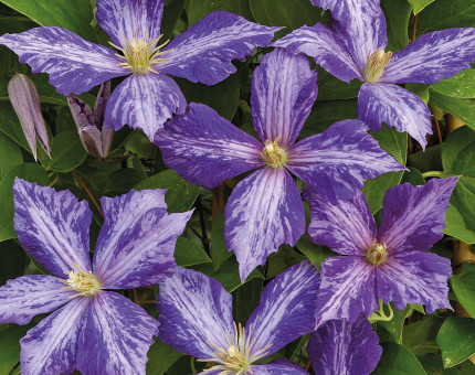 Clematis tie die