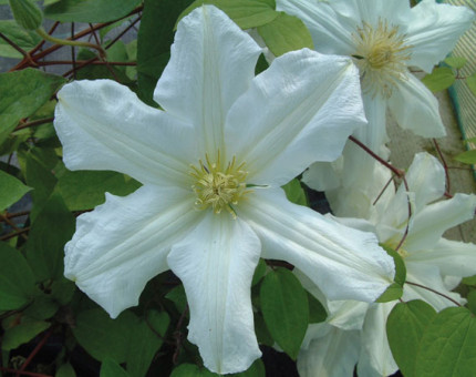 Clematis toki