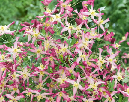 Clematis triternata rubro marginata