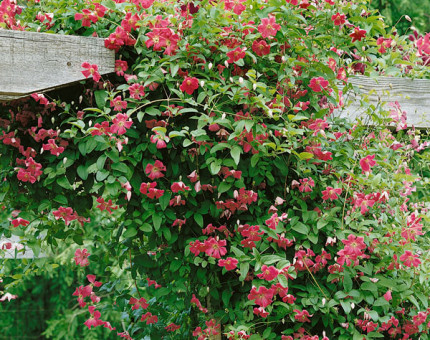 Clematis viticella abundance