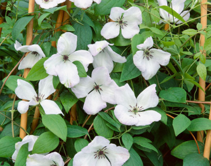 Clematis viticella alba luxurians