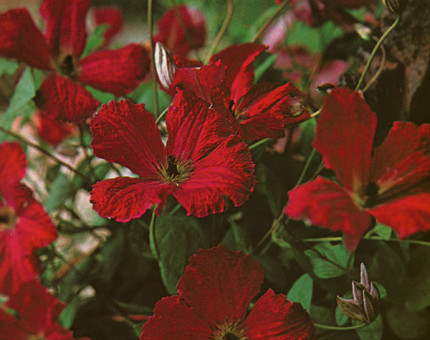 Clematis viticella kermesina