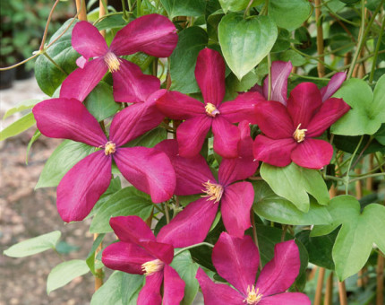 Clematis viticella margot koster