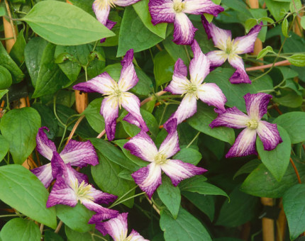 Clematis viticella minuet