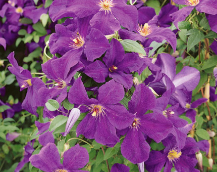 Clematis viticella polish spirit