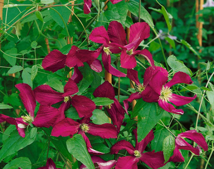 Clematis viticella sodertalje