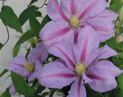 Clematis volunteer