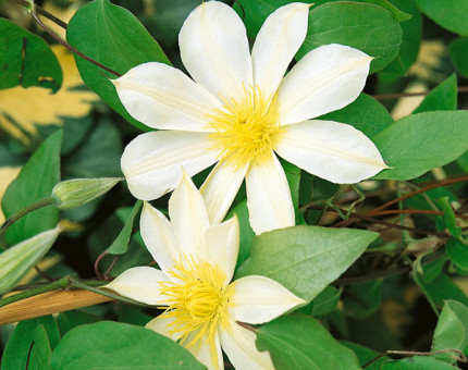 Clematis wadas primrose