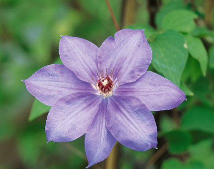 Clematis william kennet