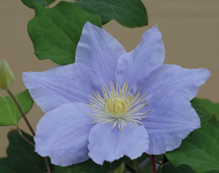 Clematis zara