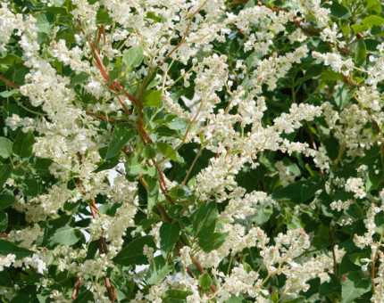 Fallopia polygonum baldschuanicum