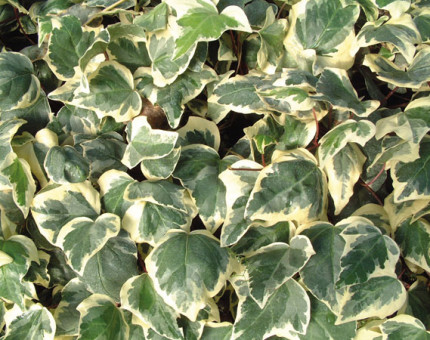 Hedera canariensis gloire de marengo