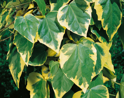 Hedera colchica dentata