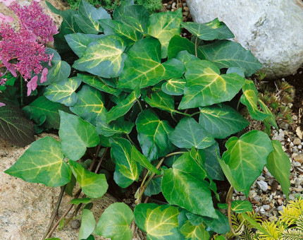 Hedera colchica paddy's pride