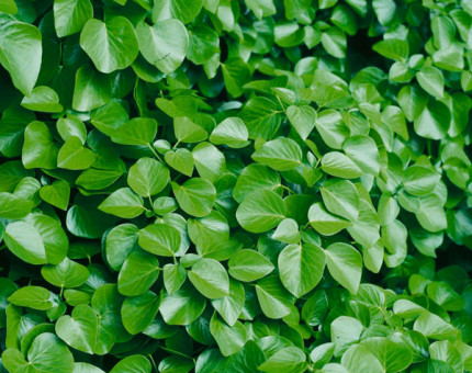 Hedera helix