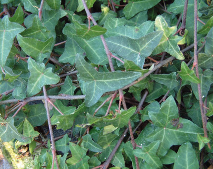 Hedera helix atropurpurea