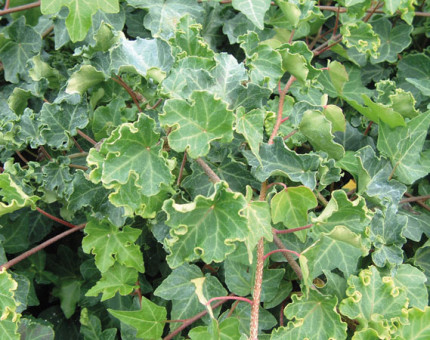 Hedera helix cristata