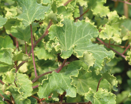 Hedera helix emerald gem