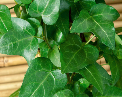 Hedera helix emerald green