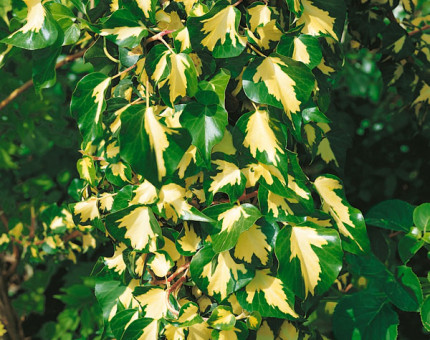 Hedera helix goldheart