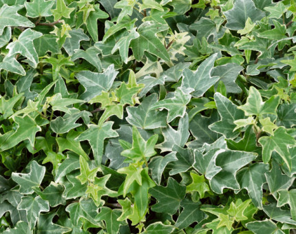 Hedera helix little diamond