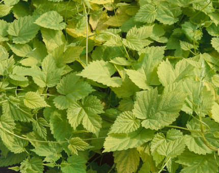 Humulus lupulus aureus