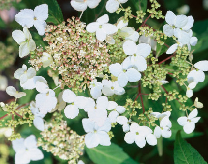 Hydrangea petiolaris