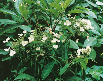 Hydrangea seamanii