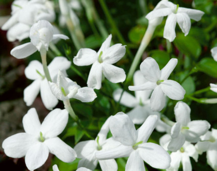 Jasminum officinale affine