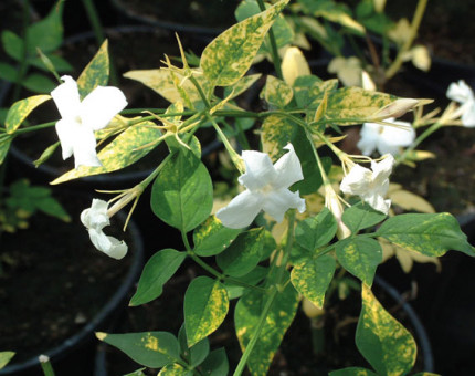 Jasminum officinale aureovariegatum