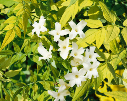 Jasminum officinale fiona sunrise (frojas)