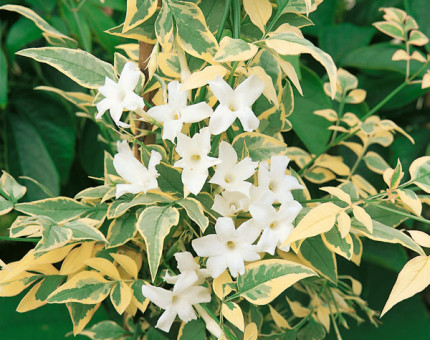 Jasminum officinale variegatum