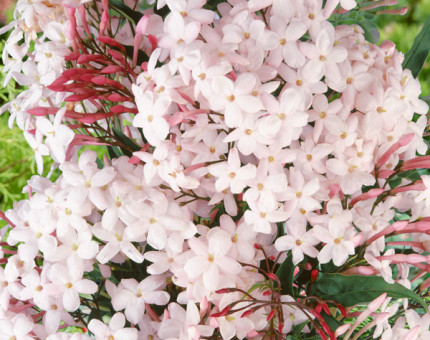 Jasminum polyanthum