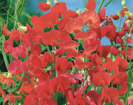 Lathyrus latifolius red pearl