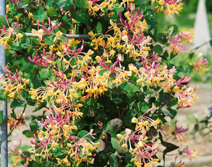 Lonicera caprifolium (early cream)