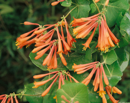 Lonicera dropmore scarlet