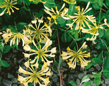 Lonicera graham thomas