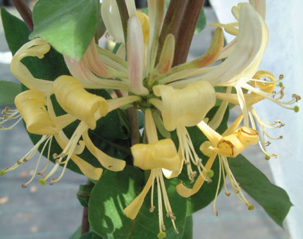 Lonicera heaven scent