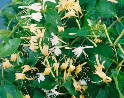 Lonicera japonica halliana