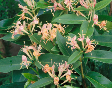 Lonicera japonica henryii