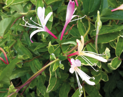 Lonicera japonica princess kate