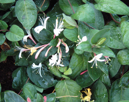 Lonicera japonica purpurea