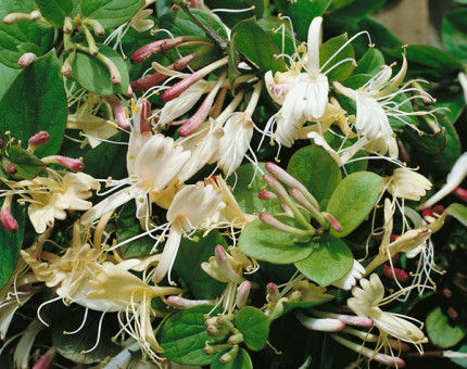 Lonicera japonica repens