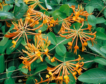 Lonicera mandarin