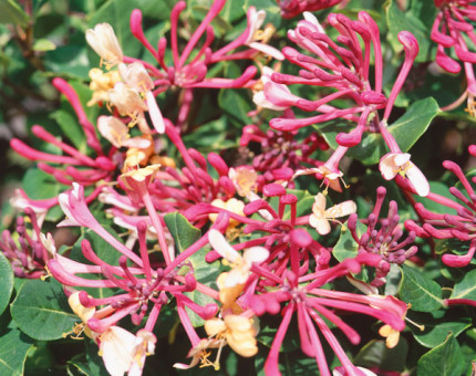 Lonicera periclymenum belgica