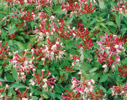 Lonicera periclymenum florida